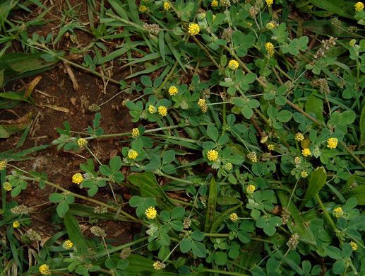 image of Medicago lupulina, Black Medick, Yellow Trefoil