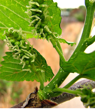 image of Morus alba, White Mulberry, Silkworm Mulberry, Russian Mulberry