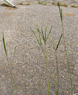 image of Paspalum notatum, Bahia-grass