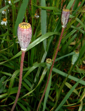 image of Papaver dubium, Long-headed Poppy, Blind Eyes