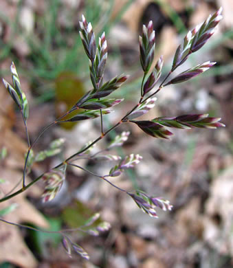 image of Poa cuspidata, early bluegrass