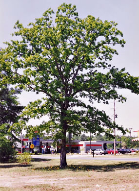 image of Quercus margaretiae, Sand Post Oak, Scrub Post Oak, Margaret's Oak