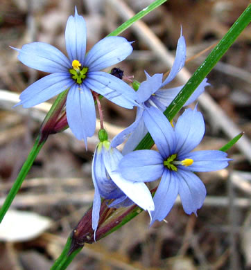 image of Sisyrinchium mucronatum, Needletip Blue-eyed-grass