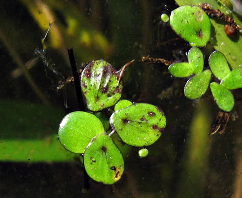 Spirodela polyrhiza, Greater Duckweed, Duckmeat, Minnow-fole, Giant Duckweed