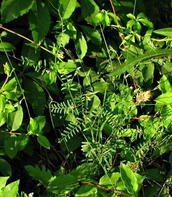 image of Vicia hirsuta, Tiny Vetch, Hairy Tare