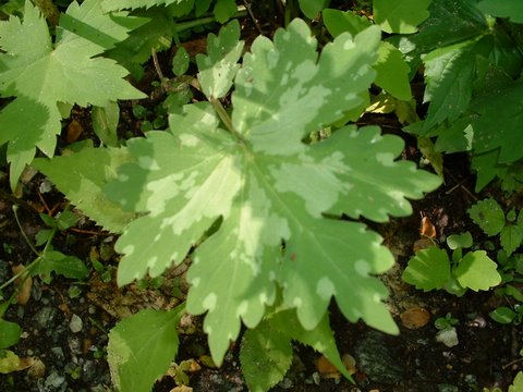 image of Hydrophyllum canadense, Mapleleaf Waterleaf, Broadleaf Waterleaf, Canada Waterleaf, Bluntleaf Waterleaf