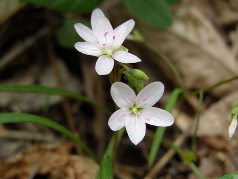 image of Claytonia virginica var. virginica, Spring-beauty