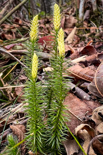 image of Spinulum annotinum, Stiff Clubmoss, Bristly Clubmoss