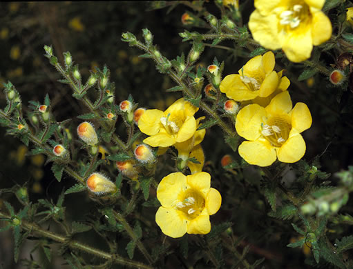 image of Aureolaria pectinata, Southern Oak-leach, Sticky False Foxglove, Combleaf Yellow False Foxglove