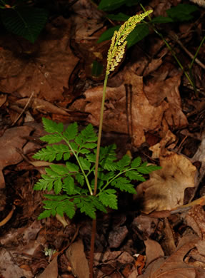 image of Botrypus virginianus, Rattlesnake Fern, Sang-find