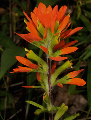 image of Castilleja coccinea, Eastern Indian Paintbrush, Scarlet Indian Paintbrush, Eastern Paintbrush