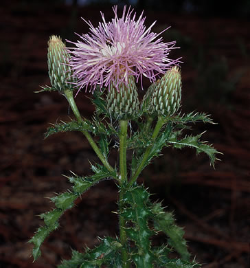 image of Cirsium repandum, Sandhill Thistle