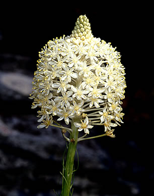 Eastern Turkeybeard