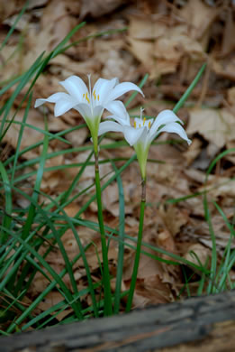 image of Zephyranthes atamasco, Common Atamasco-lily, Rain-lily, Easter Lily, Naked Lily