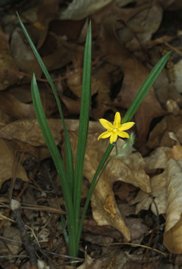 image of Hypoxis hirsuta, Yellow Stargrass, Hairy Yellow Stargrass, Common Stargrass, Upland Stargrass