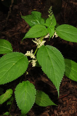 image of Laportea canadensis, Canada Wood-nettle