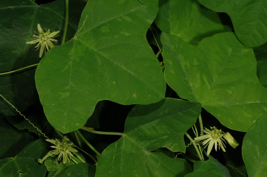 image of Passiflora lutea, Yellow Passionflower, Little Passionflower