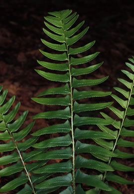 image of Polystichum acrostichoides, Christmas Fern