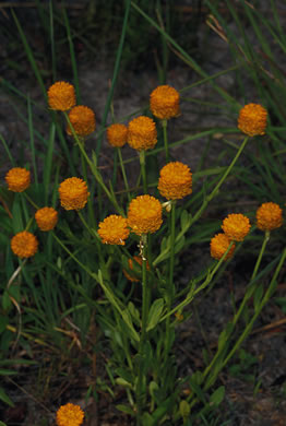 image of Polygala lutea, Orange Milkwort, Red-hot-poker, Candyroot, Yellow Bachelor's-buttons