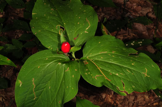 image of Trillidium undulatum, Painted Trillium, Striped Wake-robin