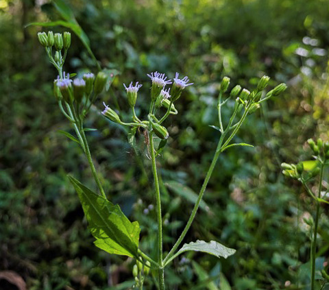 image of Fleischmannia incarnata, Pink Thoroughwort, Pink Eupatorium