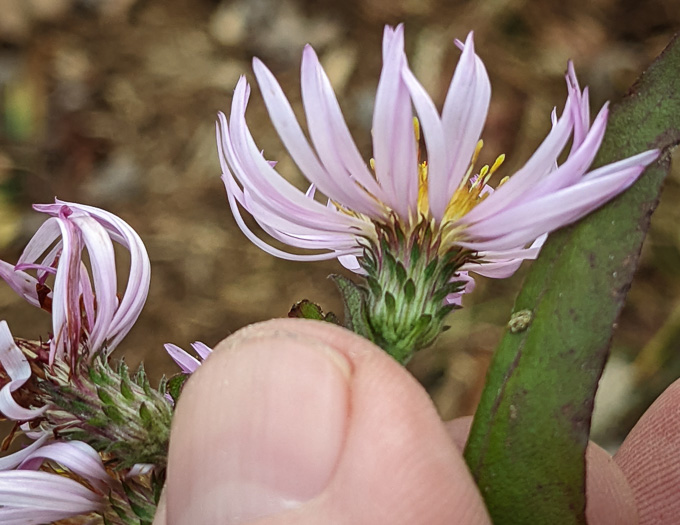 Ampelaster carolinianus, Climbing Aster