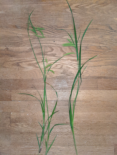 image of Carex mitchelliana, Mitchell's Sedge