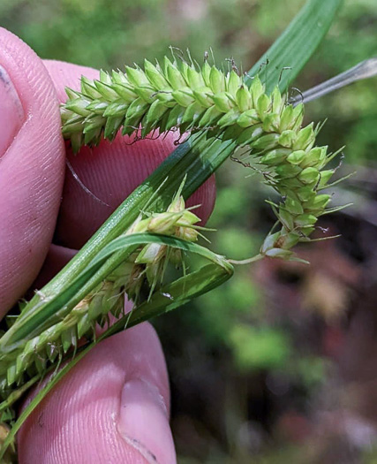 image of Carex mitchelliana, Mitchell's Sedge