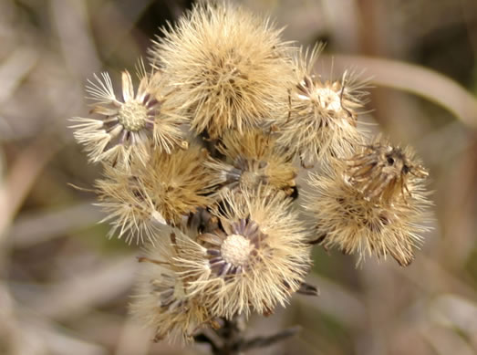 image of Chrysopsis mariana, Maryland Goldenaster