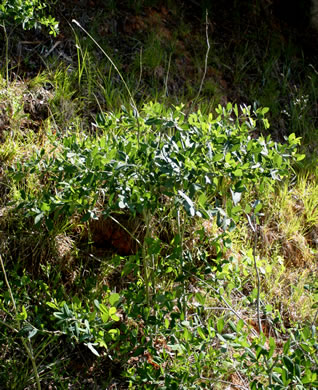 image of Baptisia alba, Thick-pod White Wild Indigo