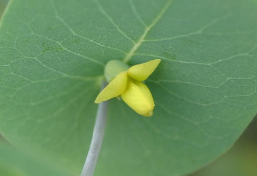 image of Baptisia perfoliata, Gopherweed, Catbells