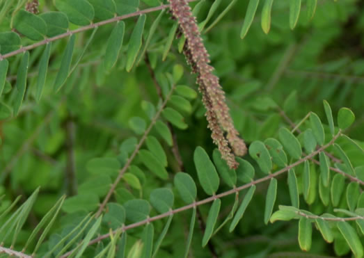 Leadplant