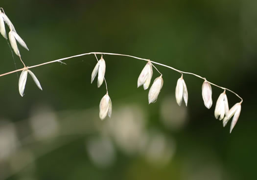 image of Melica mutica, Two-flower Melicgrass