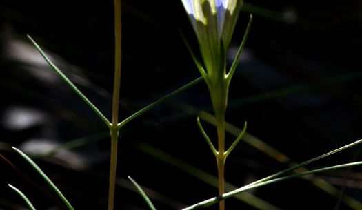 image of Gentiana autumnalis, Pinebarren Gentian, Autumn Gentian