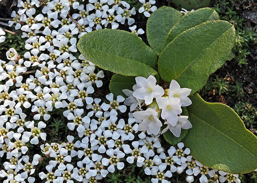 image of Pyxidanthera barbulata var. brevifolia, Sandhills Pyxie-moss, Wells' Pyxie-moss, Little Pyxie