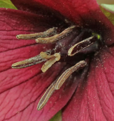 image of Trillium sulcatum, Southern Red Trillium, Barksdale's Trillium