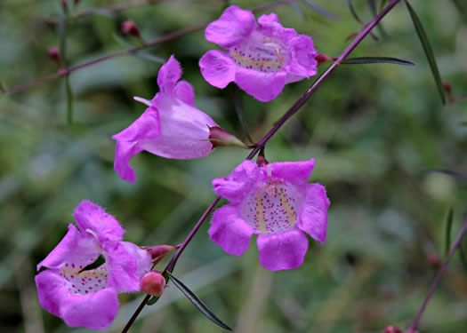 image of Agalinis virgata, Wand Gerardia, Wand Agalinis, Pine-barren False Foxglove