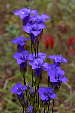 image of Gentianopsis crinita, Eastern Fringed Gentian, Greater Fringed Gentian