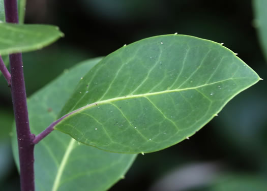 image of Ilex coriacea, Sweet Gallberry, Big Gallberry, Large Gallberry