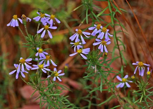 image of Ionactis linariifolia, Stiffleaf Aster, Flaxleaf Aster, Spruce Aster