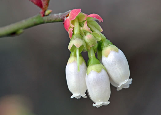 image of Vaccinium elliottii, Mayberry, Elliott's Blueberry