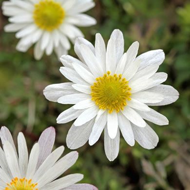 image of Anemone caroliniana, Carolina Anemone, Prairie Anemone