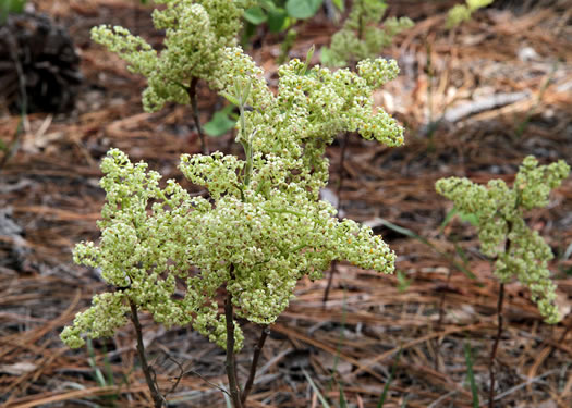 image of Toxicodendron pubescens, Poison Oak, Southeastern Poison Oak