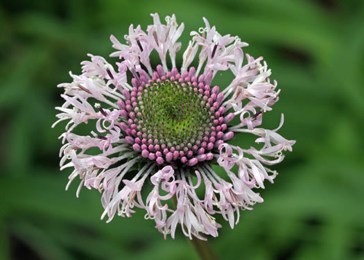 image of Marshallia legrandii, Oak Barrens Barbara's-buttons