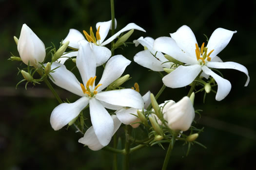 image of Sabatia difformis, White Sabatia, Lanceleaf Rose-gentian, Lanceleaf Sabatia