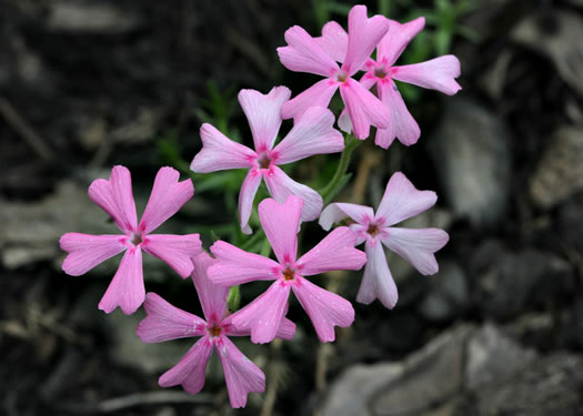 image of Phlox nivalis +, Pineland Phlox, Trailing Phlox