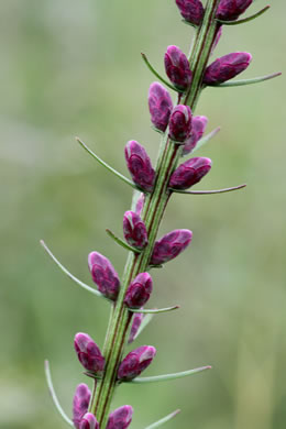 image of Liatris resinosa, Dense Blazing-star, Bog Blazing-star