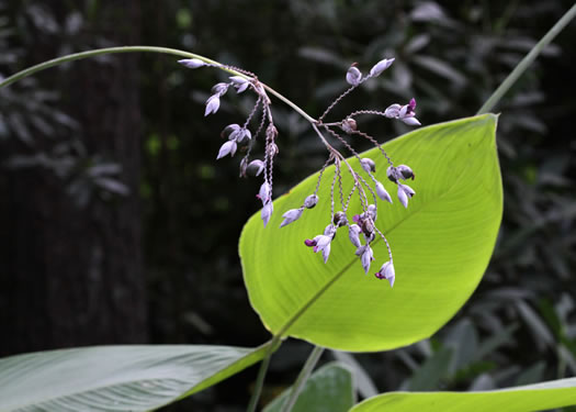 image of Thalia dealbata, Powdery Thalia, Powdery Alligator-flag