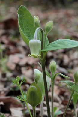 image of Clematis ochroleuca, Curlyheads