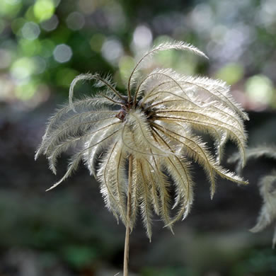 image of Clematis ochroleuca, Curlyheads